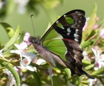 Carol Deane - Macleay-Swallowtail